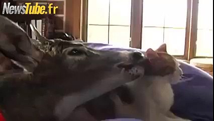 les meilleurs amis du monde