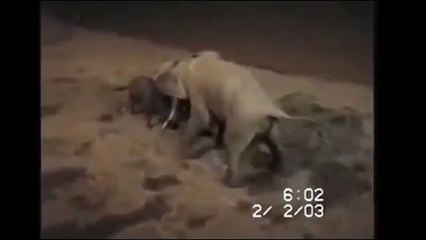 Elephant Attacks and Kills Buffalo