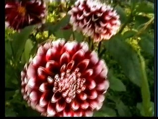 Моя деревня и собака Берта