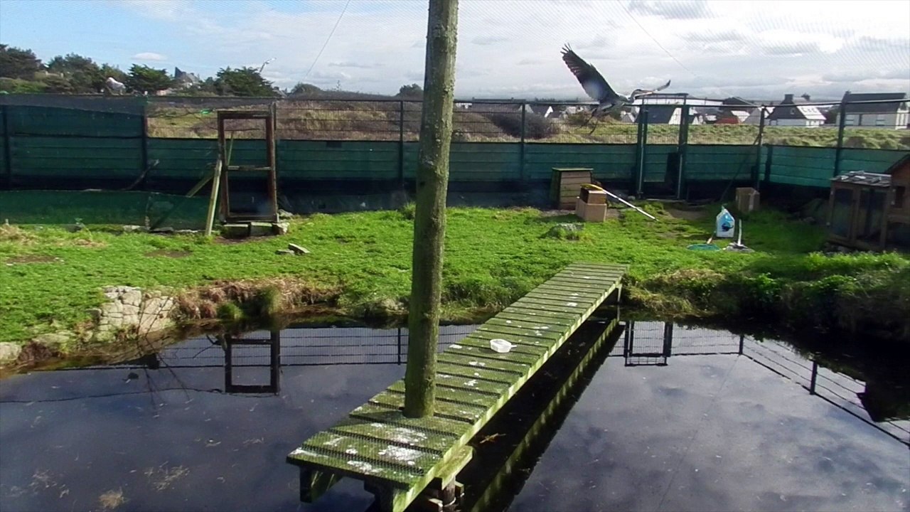 Laché Heron cendré