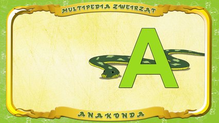Multipedia Zwierząt. Litera A Anakonda