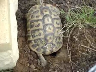 Lynette creuse encore son trou