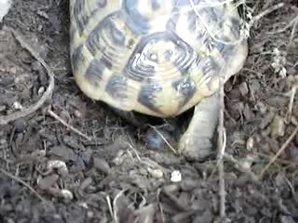 Lynette a pondu, elle bouge ses oeufs