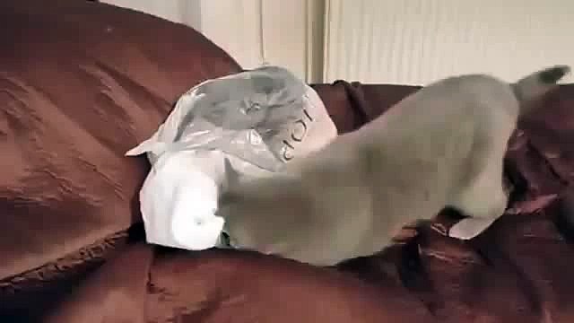 Все самые смешные и короткие видео