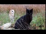 kitten and Owl the History of Friendship