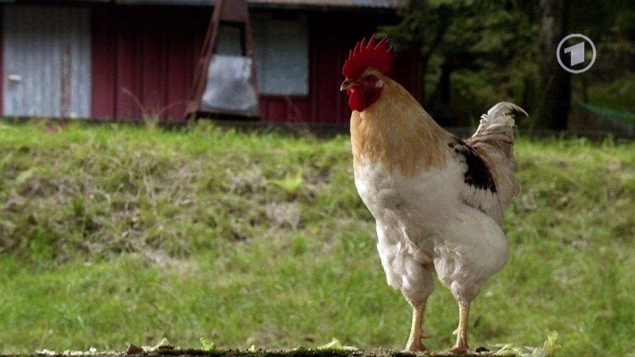 38 M o r d mit Aussicht