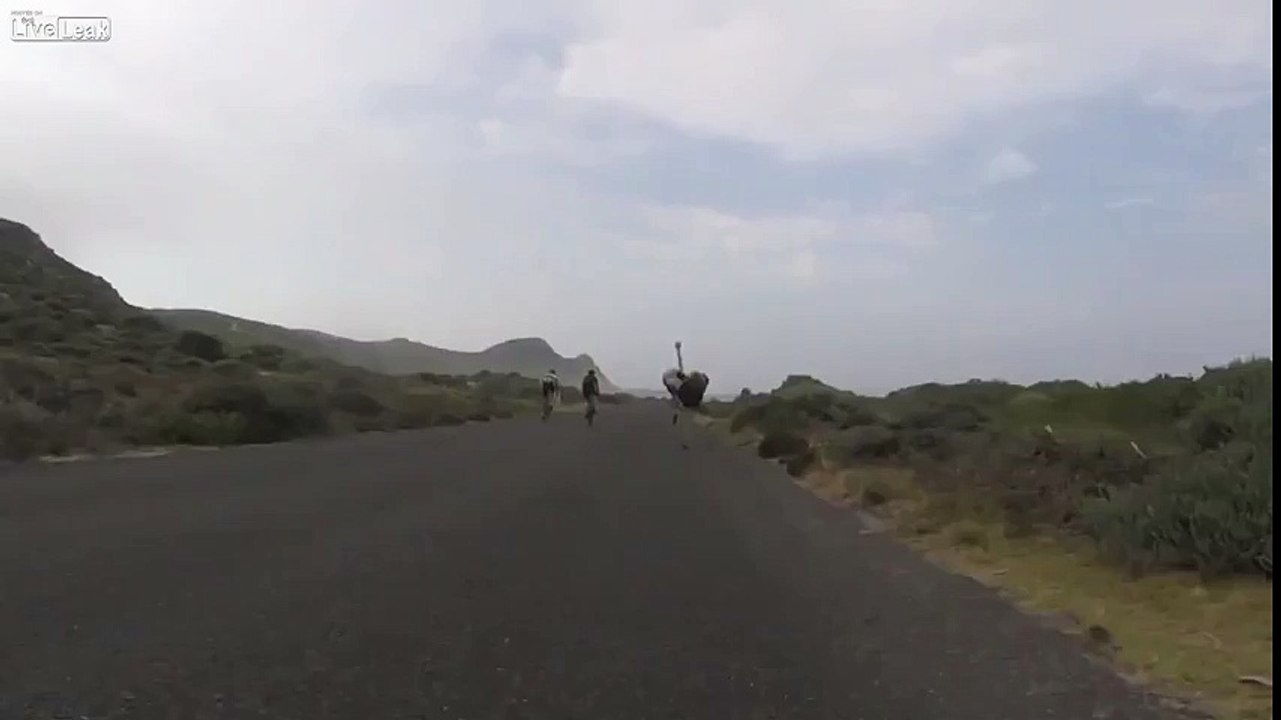 Ostrich Chasing Down Cyclists