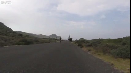 Ostrich Chasing Down Cyclists
