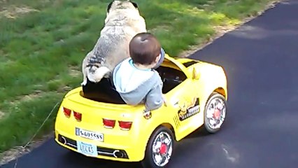 Pugs Are Awesome Part 2: Compilation