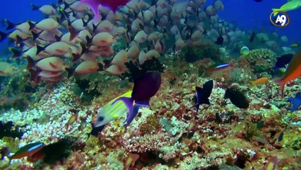 Allah'ın eşsiz yaratma sanatı