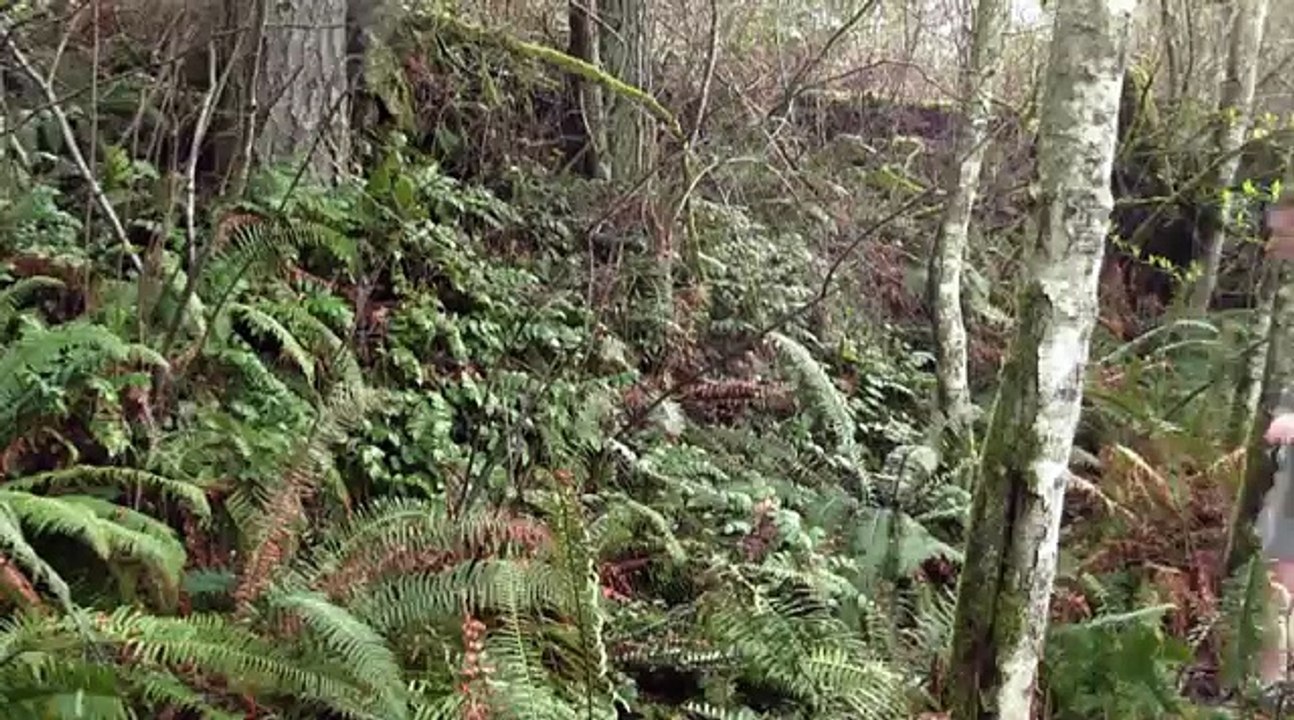 Growers #1 Trusted Harvesting Storage Bag - Turkey Oven Bags