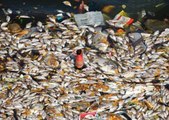Inde: des milliers de poissons morts dans un lac