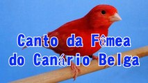 Canto da Fêmea do Canário Belga Macheado