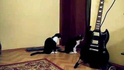 Cat asking forgiveness