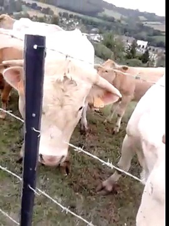 Miracle de l'islam#Des vaches attirées par le coran (SUBHANNA ALLAH) !!!!!!!