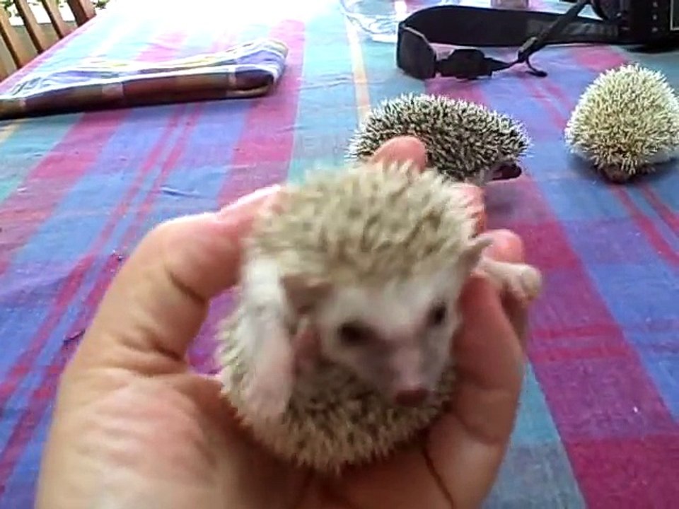 Baby Hedgehogs go on a walkabout