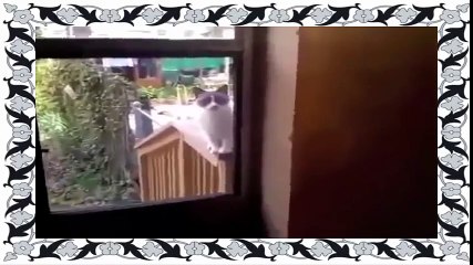 Приколы с говорящими котамИ СМЕх дО СлЕз!!!