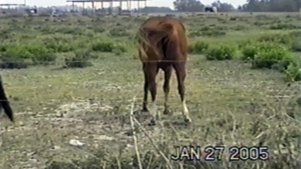 Dark Horse ft. Juicy Farts