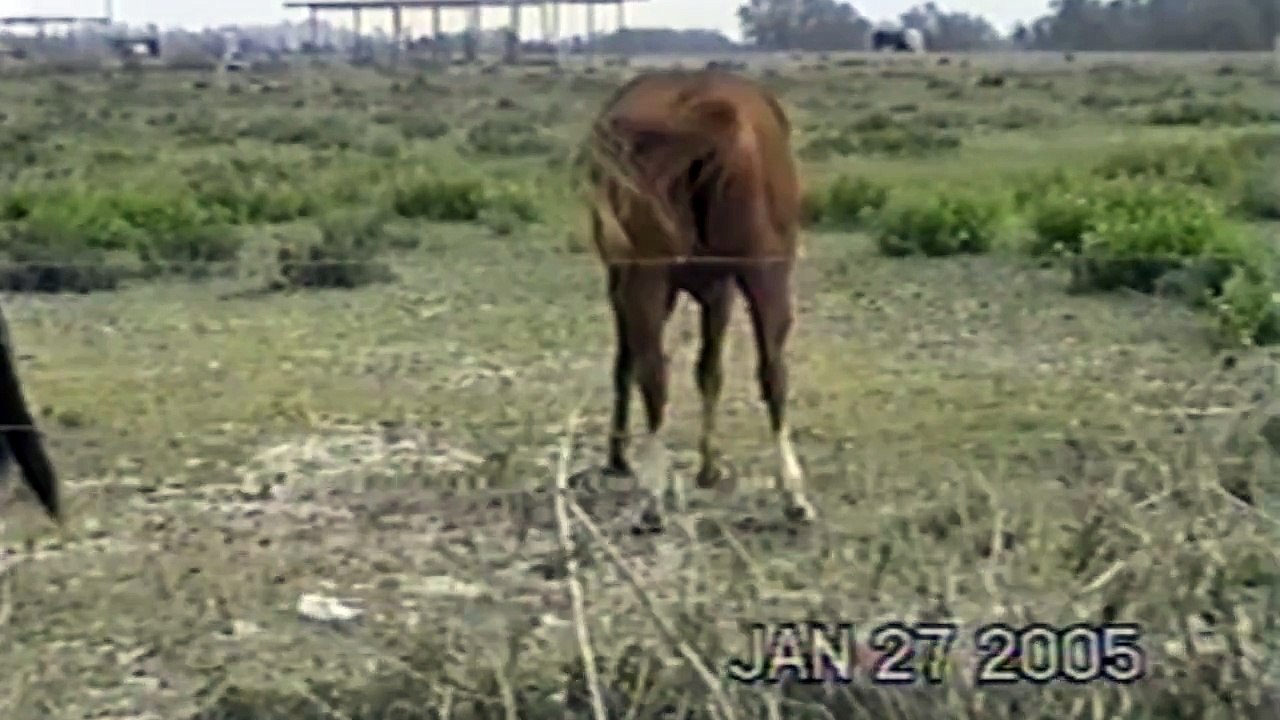 Dark Horse ft. Juicy Farts