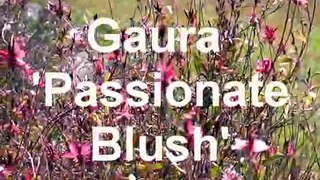 Gaura 'Passionate Blush'