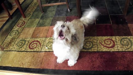 Cody, the Screaming Dog