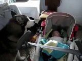 Perro Silencia a Bebé Cuando Llora