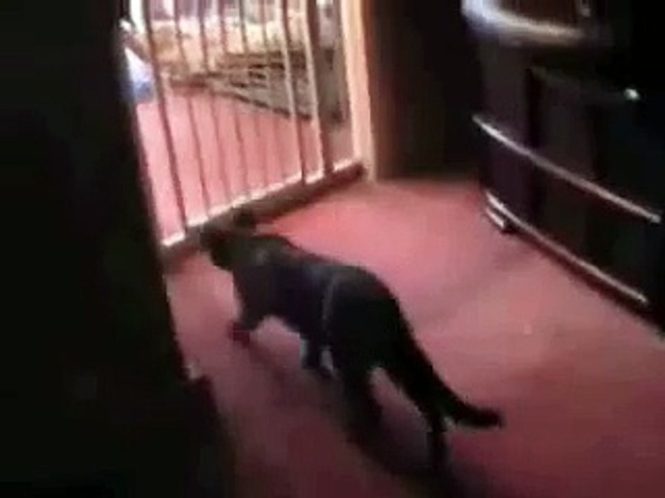 best cat jump ever