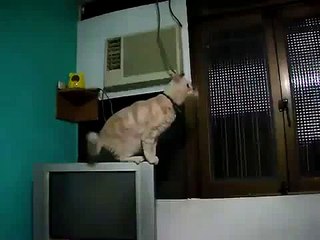 Leopold  the Amazing Leaping Cat