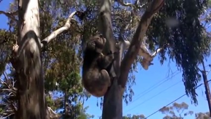 Funny koala. Коала закатила истерику своему самцу.
