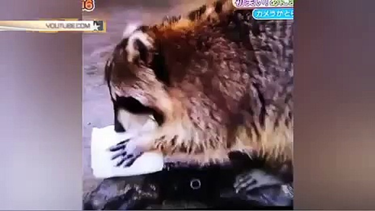 Енот очень удивился, куда делась...