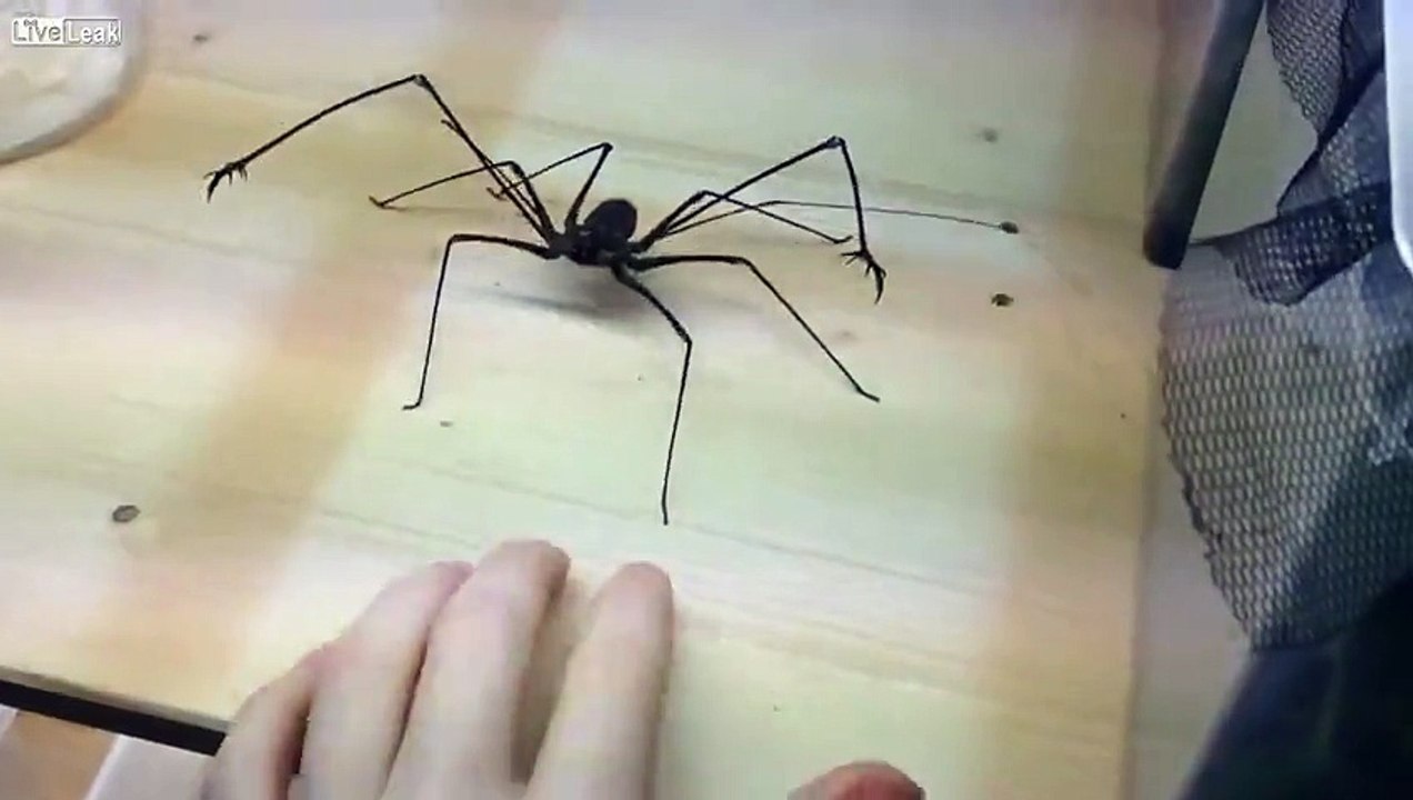 Kırbaçlı Örümceğe Elini Uzatınca