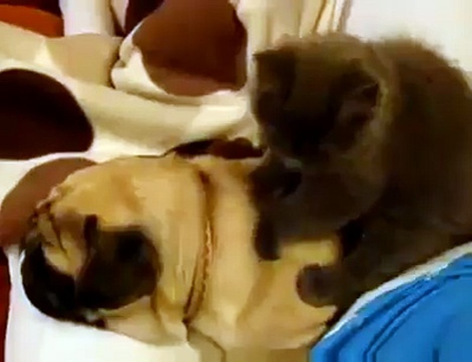 Very Cute Video of Bulldog