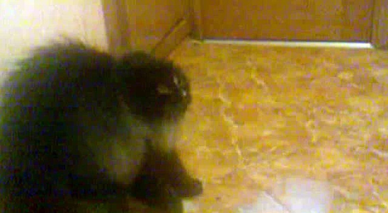 Испуганный кот (scared cat)