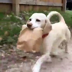 Go buy bread for Eric-Dog Funny Videos