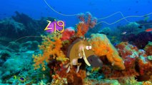 Zig & Sharko - FREEDOM FOR MARINA! (S01E33) _ Full Episode in HD