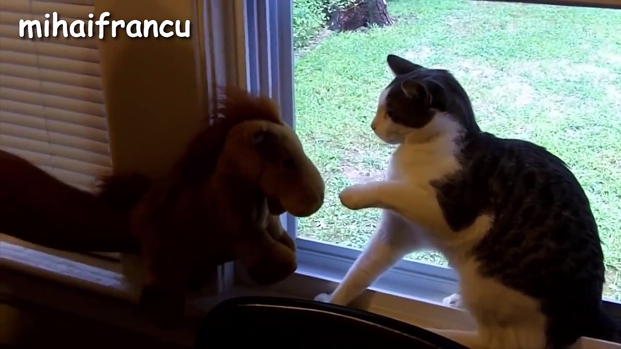 Best Of Funny Scared Cats Compilation    NEW HD
