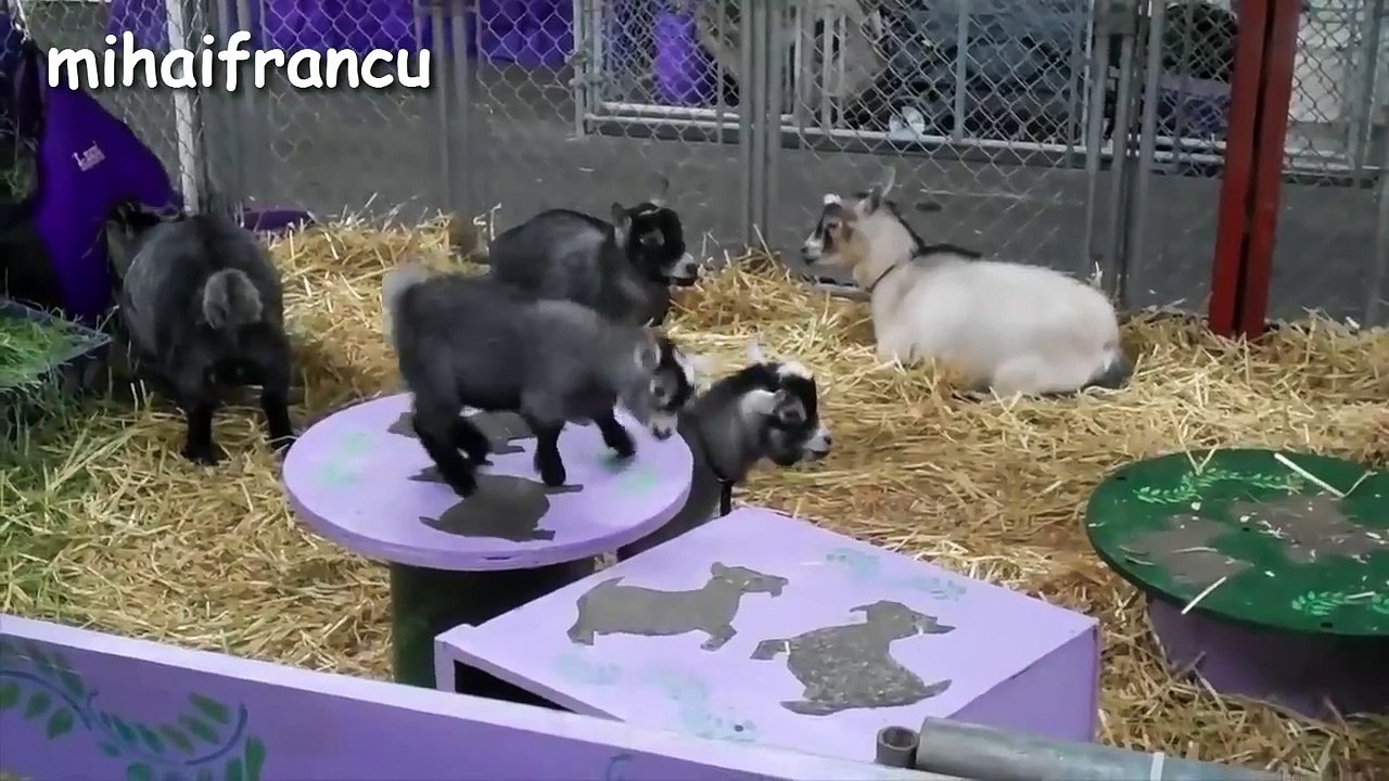 Funny Animals - A Funny Animal Videos Compilation 2016 [NEW HD]