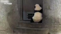 Panda Cub Tries To Escape
