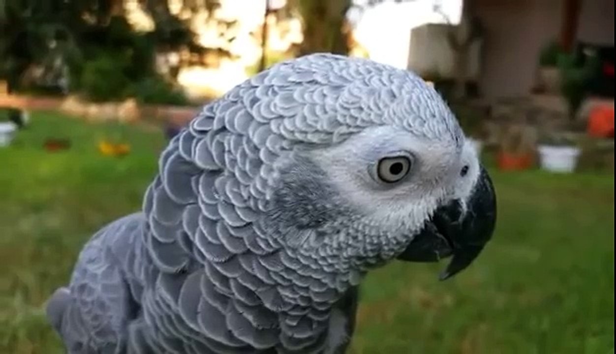 Parrot Solves Series Of Puzzles