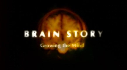 BBC: Тайны мозга 4. Первый среди равных