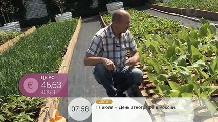 Cлизни на садовом участке