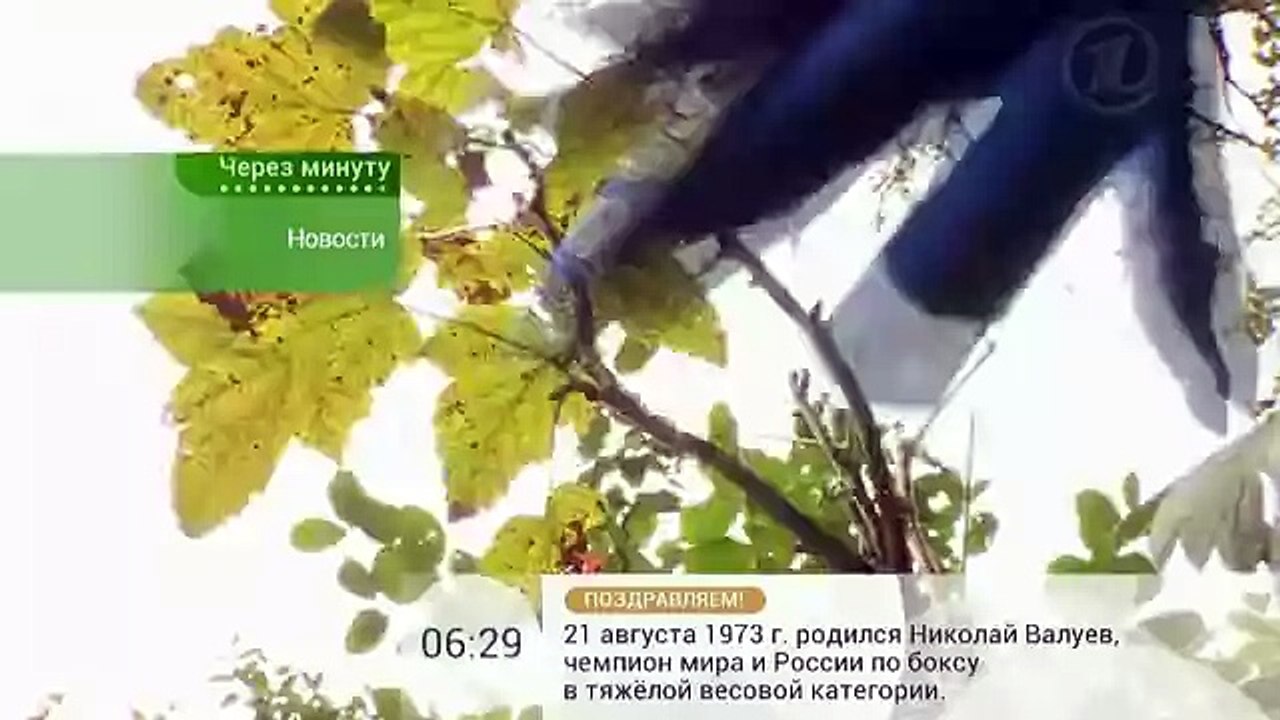 Смородина без вредителей