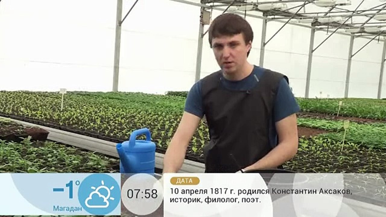 Рассада свеклы