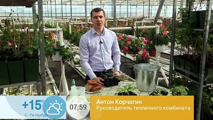 Рассада огурцов