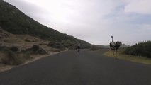 Cyclists chased by an ostrich. The funniest thing you'll see