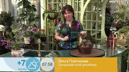 Как вырастить картофель на балконе