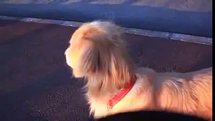 Vine The dog thinks that hes
