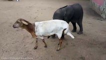 Baby Elephant Befriends Goat