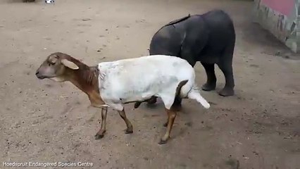 Baby Elephant Befriends Goat
