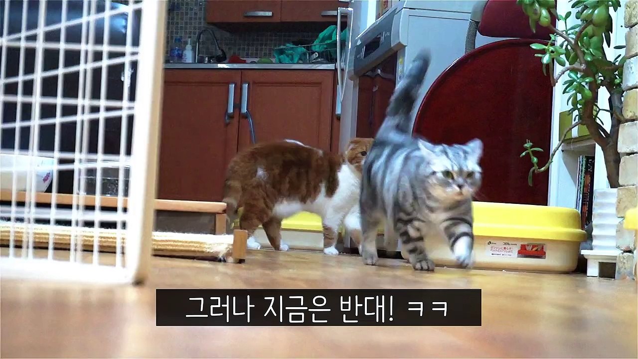 고양이 수리의 자기소개 SURIs Self-introduction [SURI&NOEL CATs STORY]